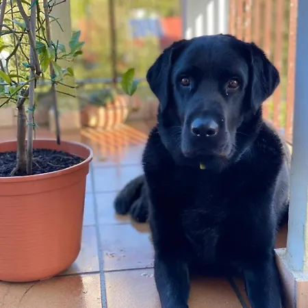 アパート Gradissimo *